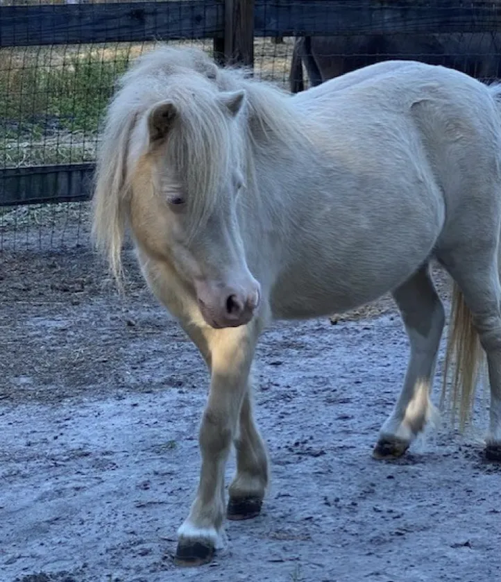 Haven, Our Mini Horse