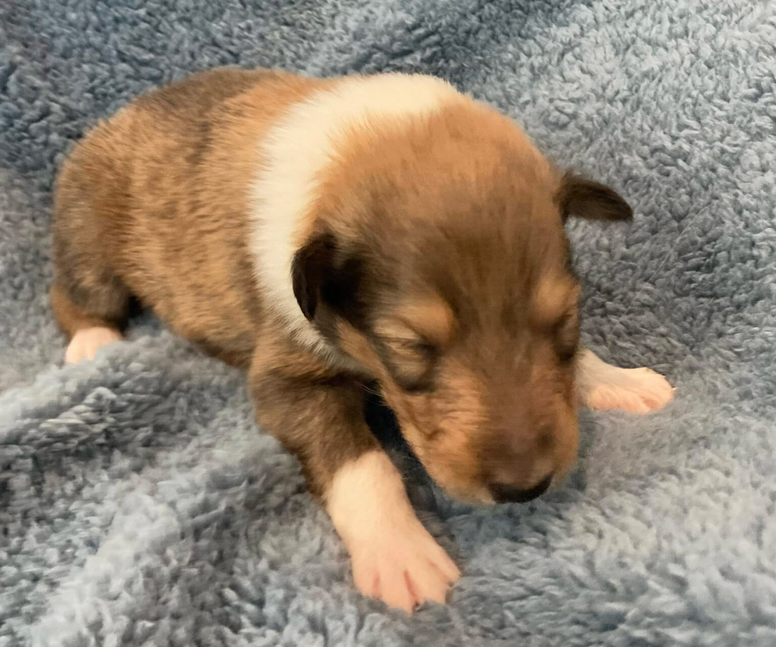Chachi Puppy