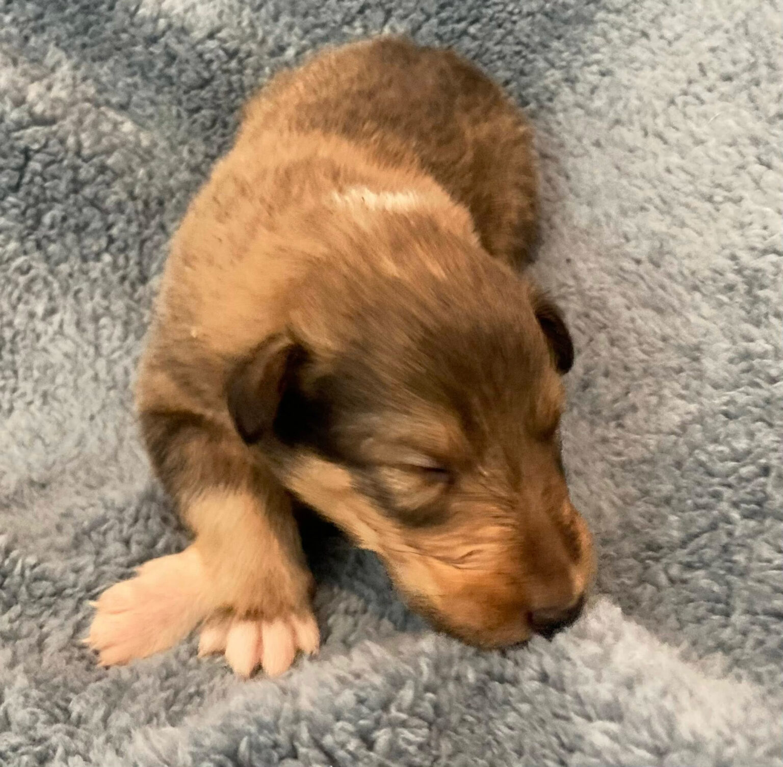 Fonzi Puppy