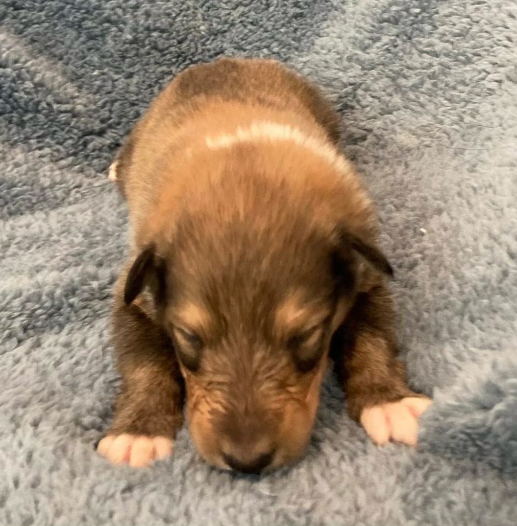 Jenny Puppy