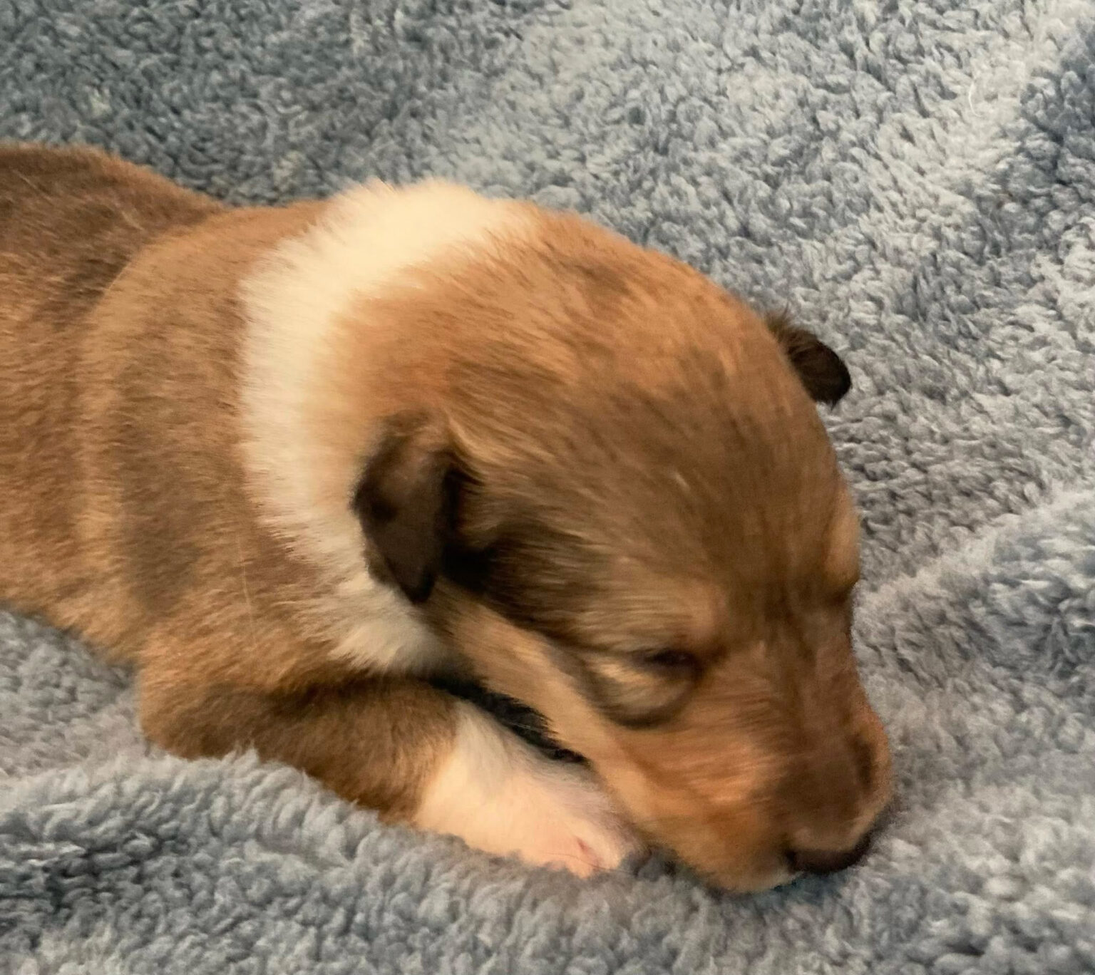 Joanie Puppy