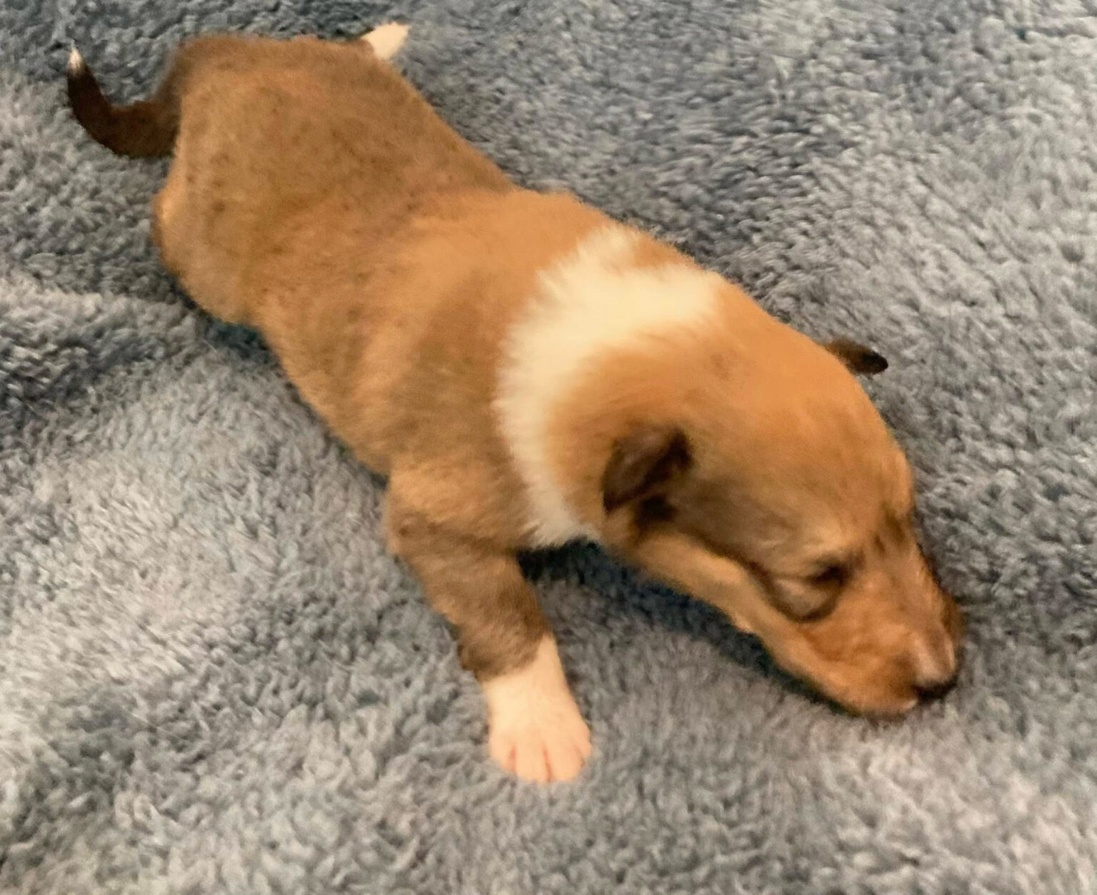 Marion Puppy