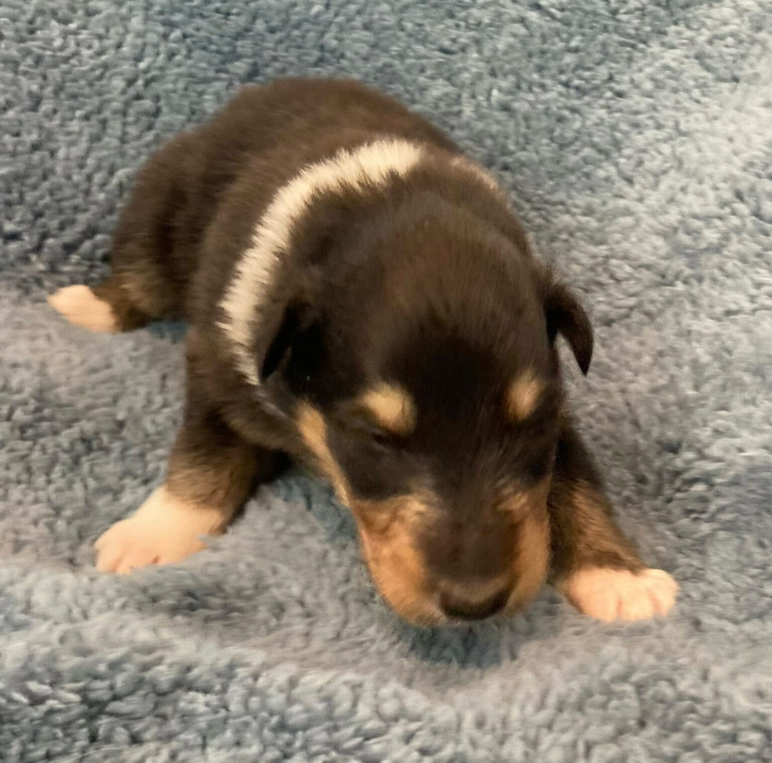 Ralph Puppy