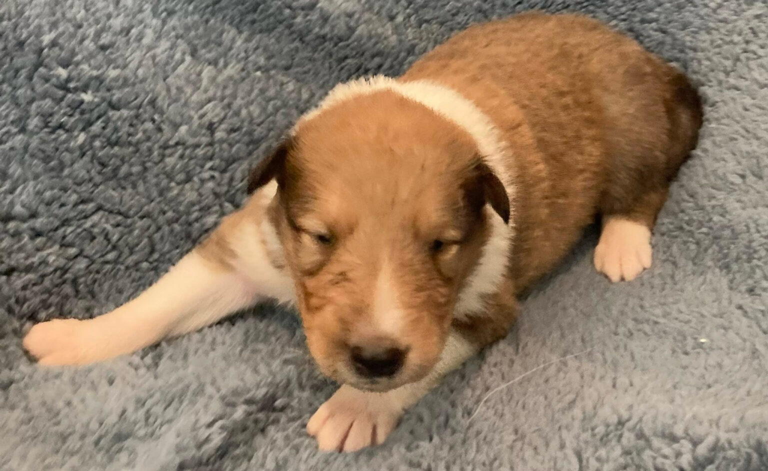 Richie Puppy
