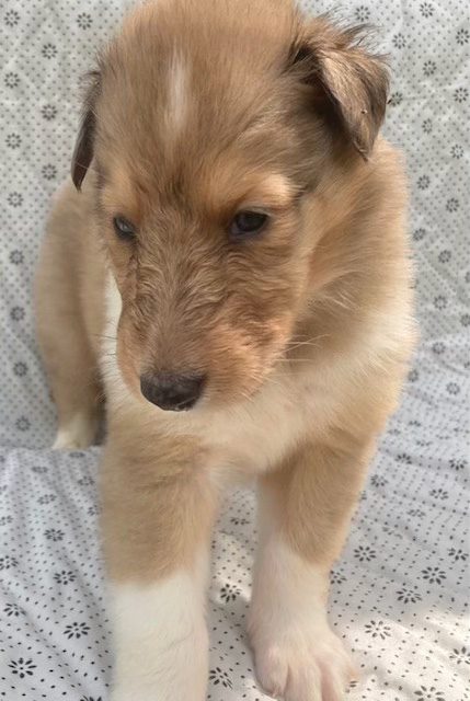 Cliff – sable merle boy