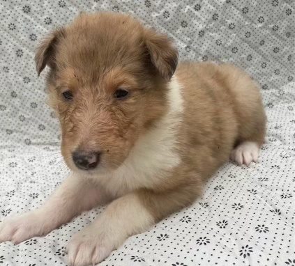 Kelly – sable merle girl