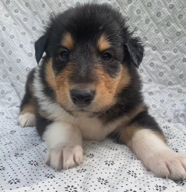 Norm - tri boy