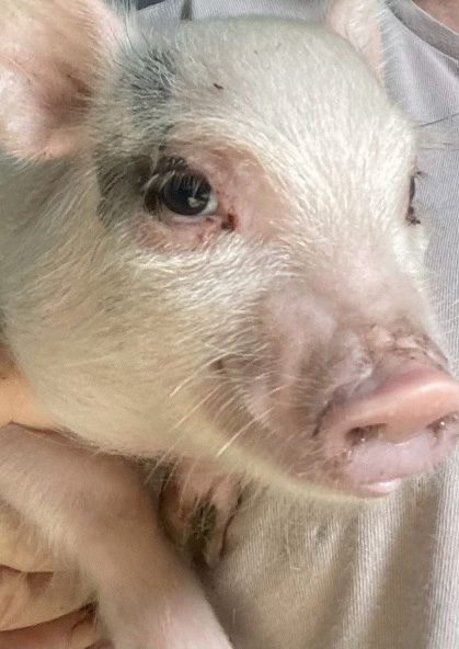 Rosebud Mini Pig