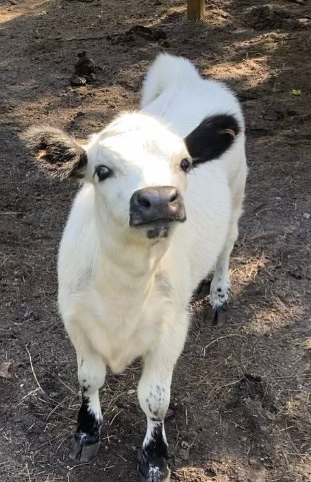 Maddie - HighPark Cow
