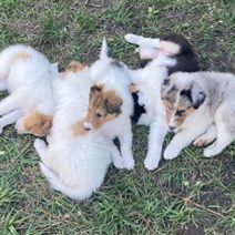 A group of puppies laying in the grass.