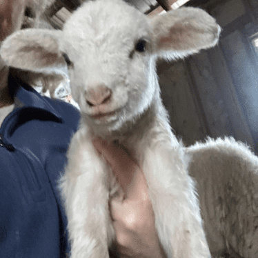 A lamb is standing next to a person.